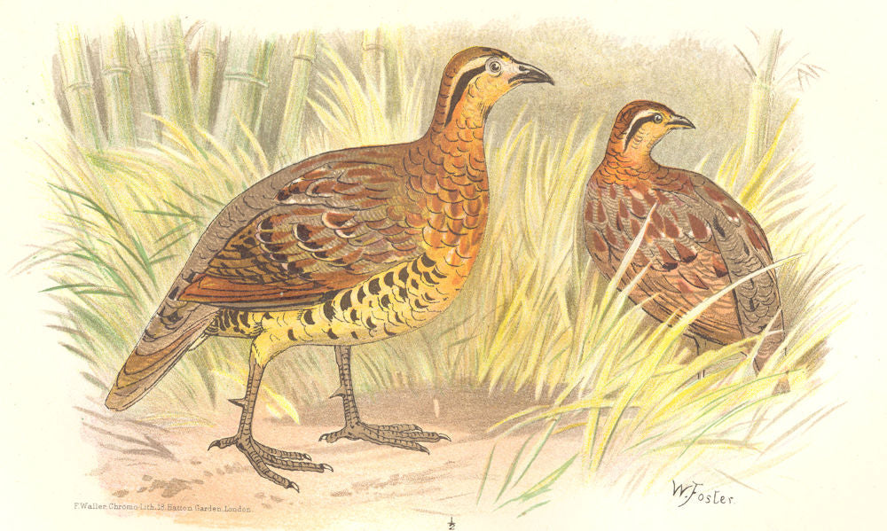 INDIAN GAME BIRDS. Bamboo Partridge (Bambisicola Fytchii). FINN 1915 old print